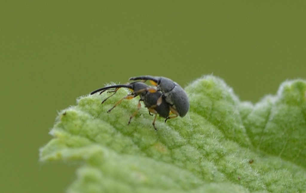 Curculionidi id. - Rhopalapion longirostre (Apionidae)